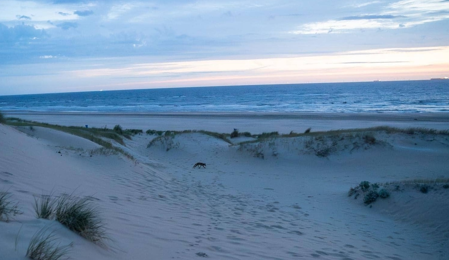 Sand Nudes Fox